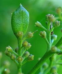 Syringa vulgaris