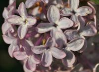 Syringa vulgaris