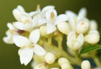 Ligustrum vulgare