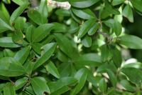 Ligustrum vulgare