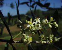 Olea europaea