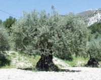 Olea europaea