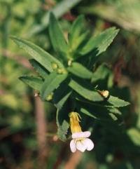 Gratiola officinalis