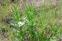 Gratiola officinalis