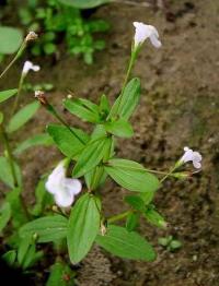 Lindernia procumbens