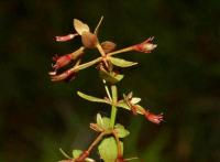 Lindernia procumbens