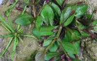 Lindernia procumbens