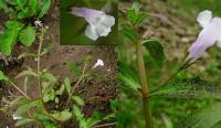 Lindernia procumbens