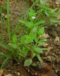 Lindernia dubia