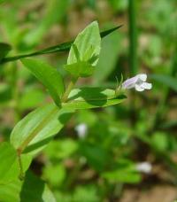 Lindernia dubia