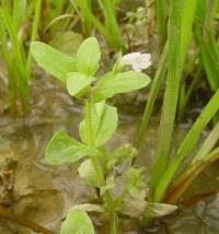 Lindernia dubia