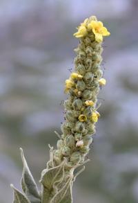 Verbascum thapsus subsp. thapsus