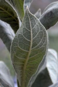 Verbascum thapsus subsp. thapsus