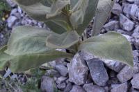 Verbascum thapsus subsp. thapsus
