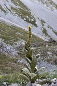 Verbascum thapsus subsp. thapsus