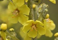 Verbascum pulverulentum