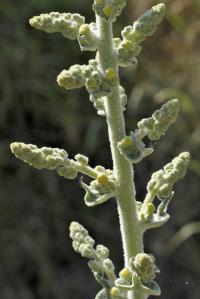 Verbascum pulverulentum