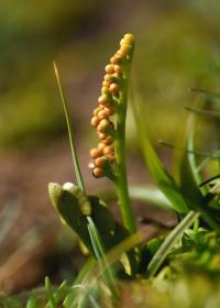 Botrychium lunaria