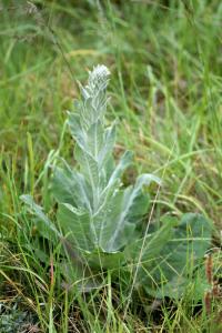 Verbascum pulverulentum