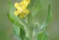 Verbascum lychnitis