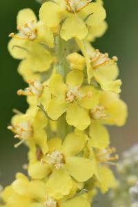 Verbascum lychnitis