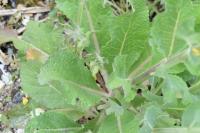 Verbascum lychnitis