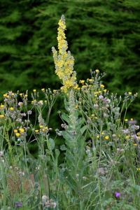 Verbascum lychnitis