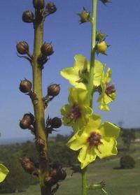 Verbascum virgatum