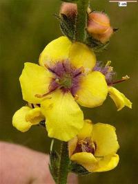 Verbascum virgatum