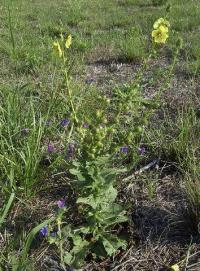 Verbascum virgatum