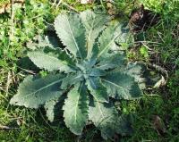 Verbascum virgatum