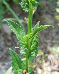 Verbascum blattaria