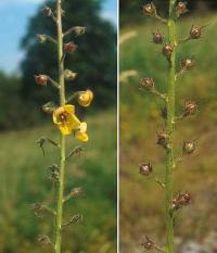 Verbascum blattaria