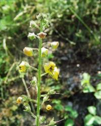 Verbascum blattaria