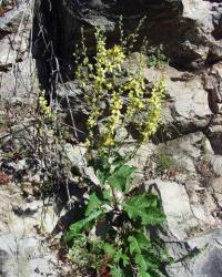 Verbascum chaixii subsp. chaixii