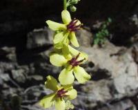 Verbascum chaixii subsp. chaixii