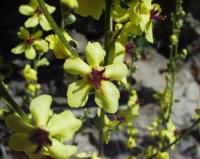 Verbascum chaixii subsp. chaixii