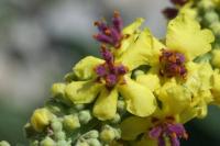 Verbascum nigrum subsp. nigrum