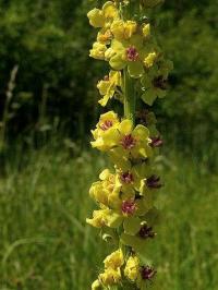 Verbascum nigrum subsp. nigrum