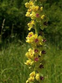 Verbascum nigrum subsp. nigrum