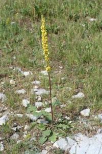 Verbascum nigrum subsp. nigrum