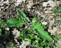 Verbascum nigrum subsp. nigrum