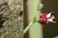 Scrophularia canina subsp. canina