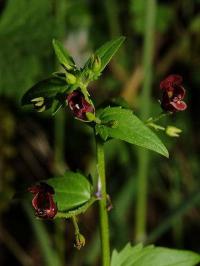 Scrophularia peregrina