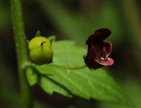 Scrophularia peregrina