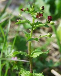 Scrophularia peregrina