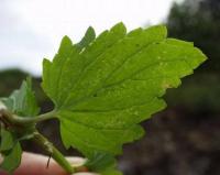 Scrophularia peregrina