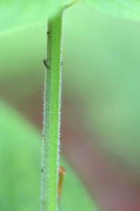 Scrophularia alpestris