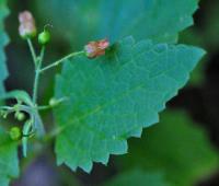 Scrophularia alpestris