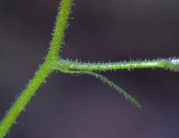 Scrophularia alpestris